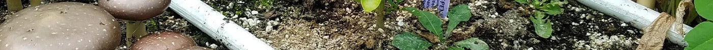 Living-soil raised bed with mushrooms, vegetables, and BluSoak irrigation