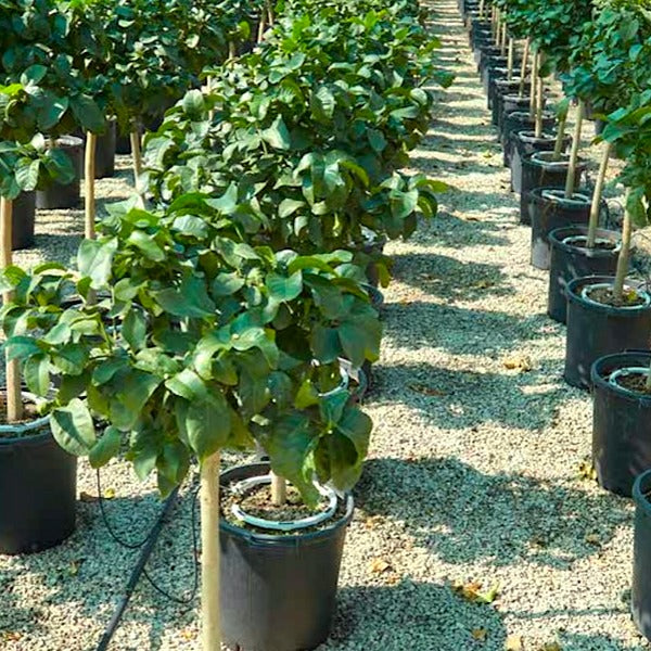Complete Blumat Irrigation Systems