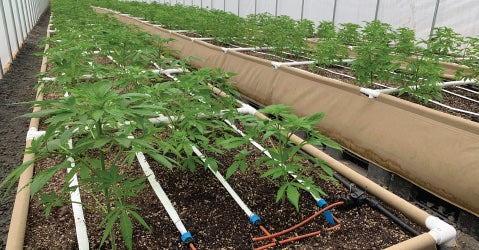 Commercial Greenhouses