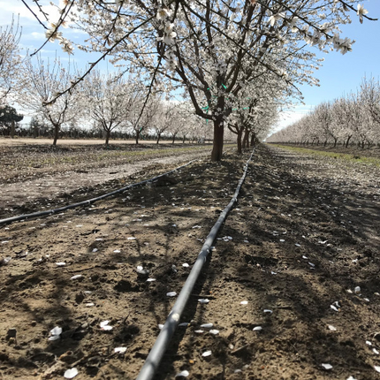Apex Dripline, 12" Spacing 0.55GPH 100'