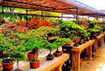 bonsai nursery