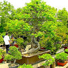 Bonsai Backyard