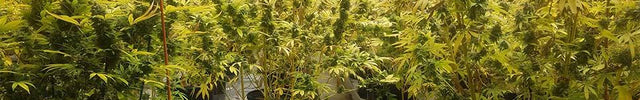 Photo of Commercial Growing Operation