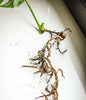 monstera healthy roots