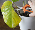 yellow dead monstera leaf