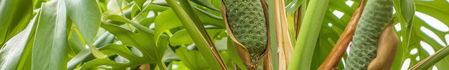 Healthy monstera with fruit growing