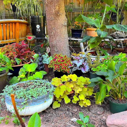 Backyard Irrigation Kit-4