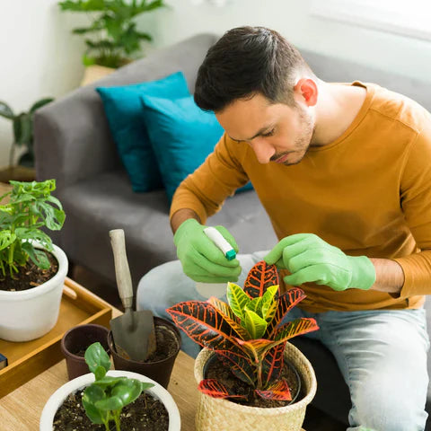 Health and Houseplants