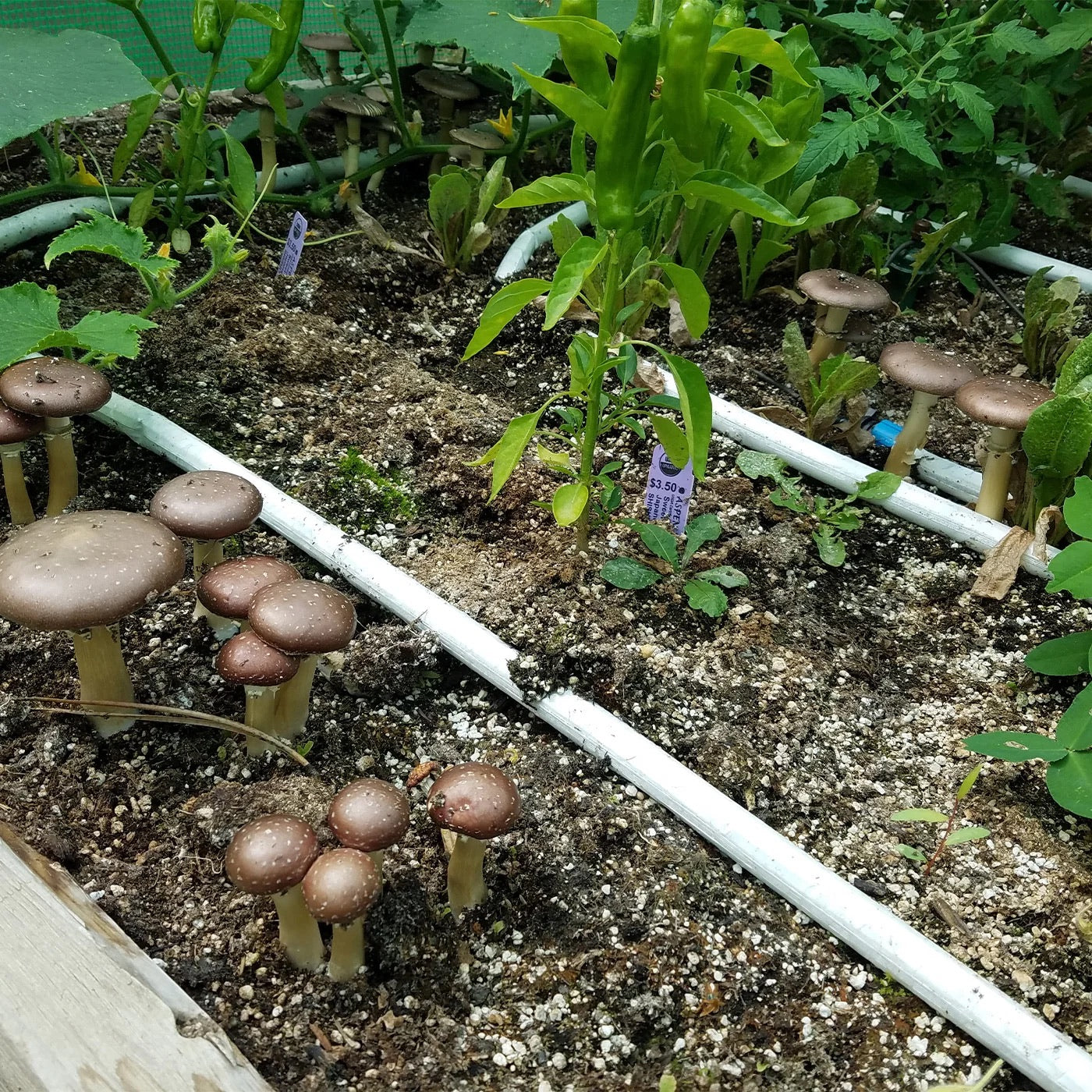 Living-soil raised bed with mushrooms, vegetables, and BluSoak irrigation