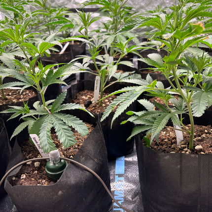 Preset Blumat Grow Tent Kit - 4'x4' Capillary Mat - with reservoir