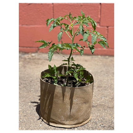 Blumat Pot Irrigation Kit: 10" Ring (10-20 Gallon) | Single 9" Preset
