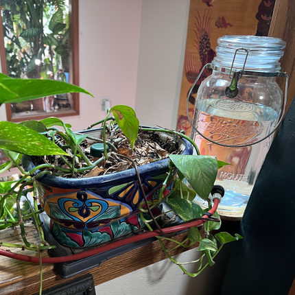 Houseplant-Saver Kit with 1 Gallon Container