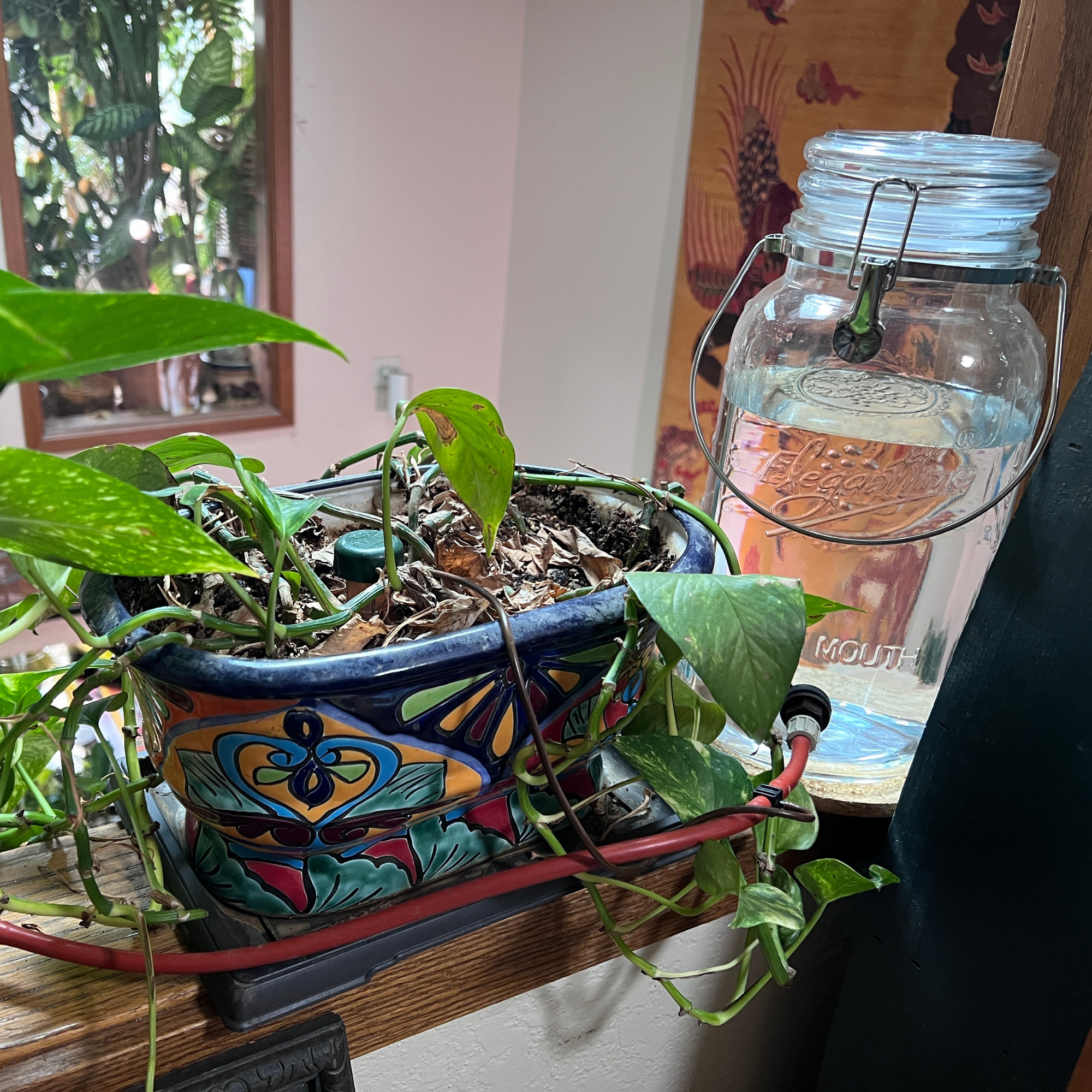Houseplant-Saver Kit with 1 Gallon Container