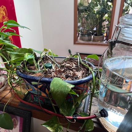 Houseplant-Saver Kit with 1 Gallon Container