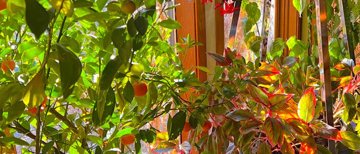 House_plants02_Room_ee588539-bdb3-4662-b0b1-05102ca694da.webp__PID:cfef5907-2414-429a-aacc-0b51d05dd8a7