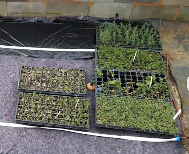 4' x 4' Capillary Mat System with Blumat Irrigation