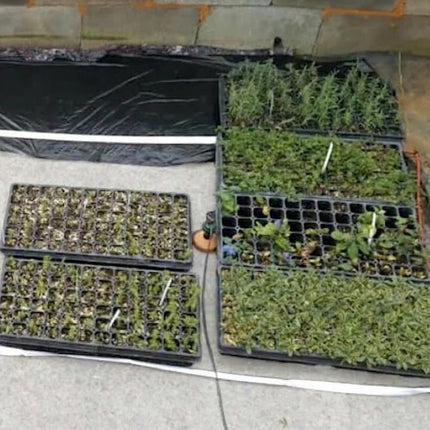 4' x 4' Capillary Mat System with Blumat Irrigation