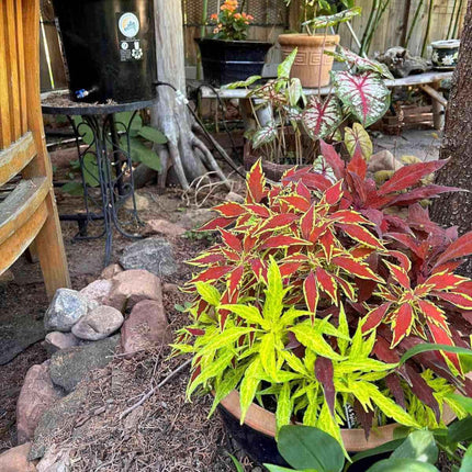 Backyard Irrigation Starter Kit