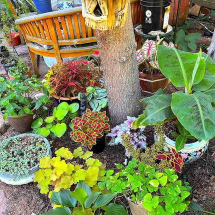 Backyard Irrigation Starter Kit