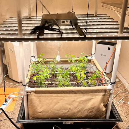 Pre-set Blumat Starter Kit- Medium Bed - no bucket