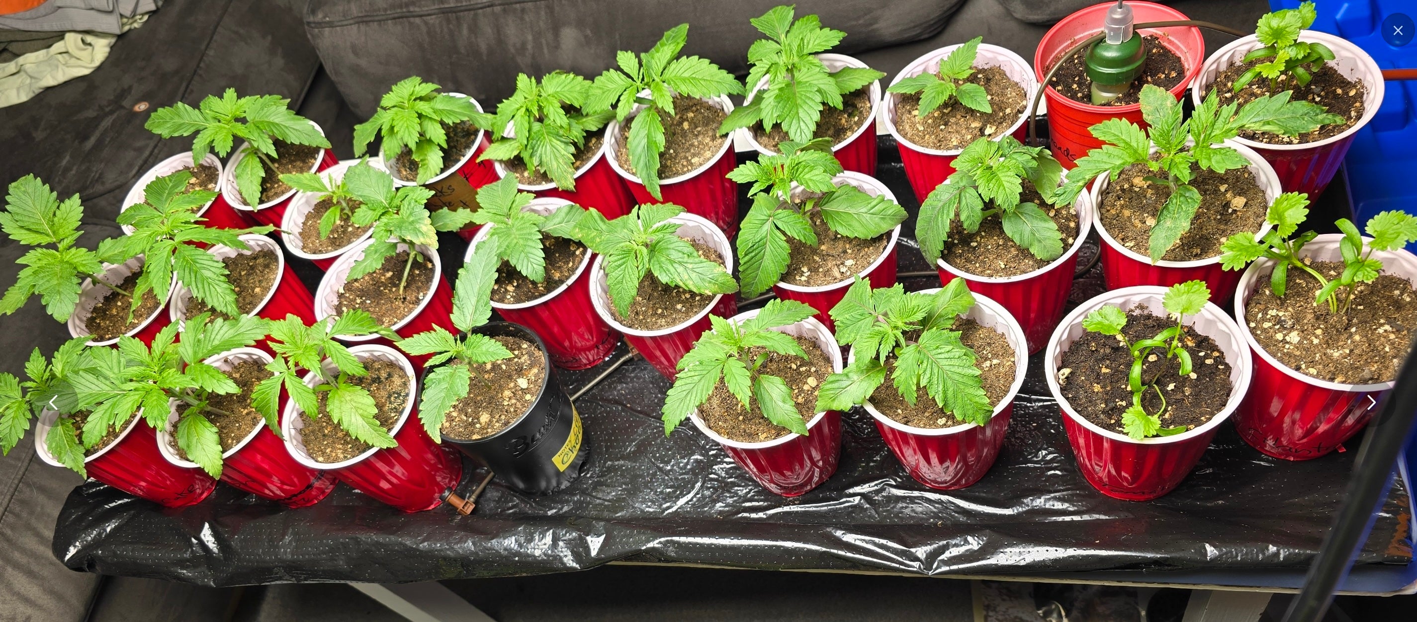DIY Cap Mats