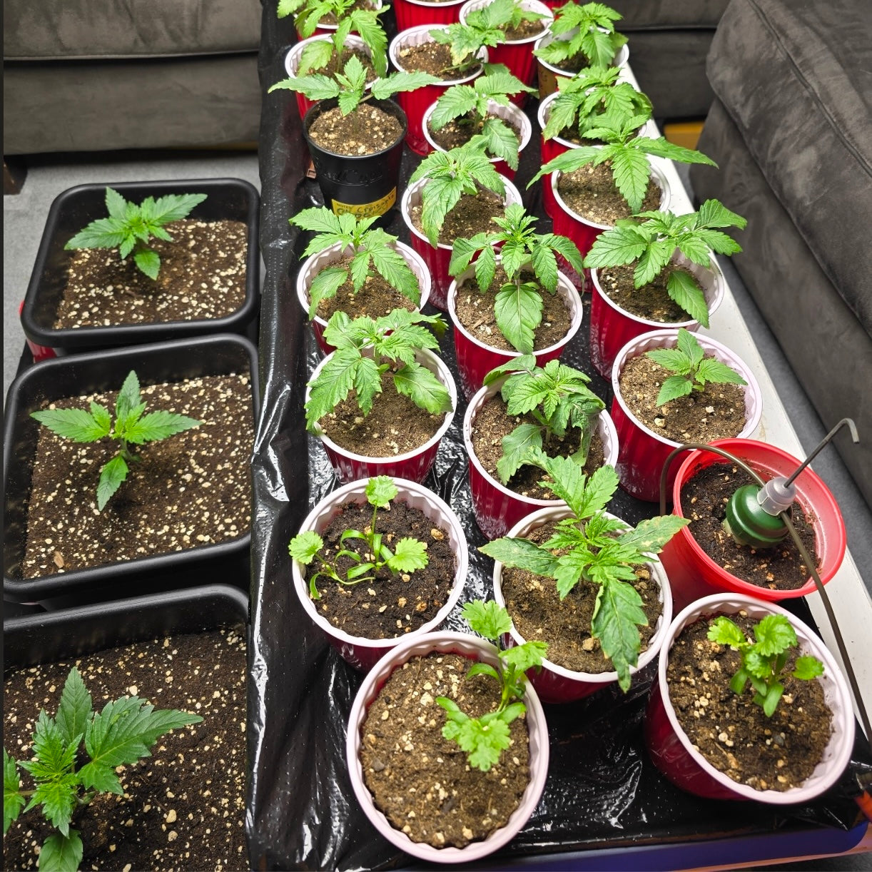 DIY Cap Mats