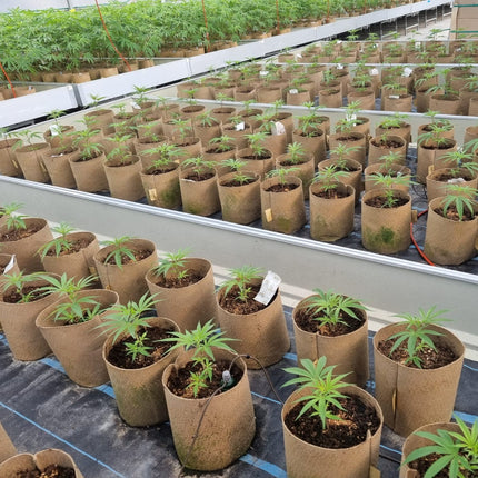 1 Gallon Grassroots Bottomless Pots