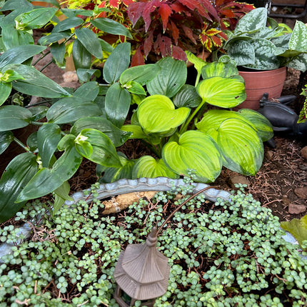 Pagoda Blumat Classic