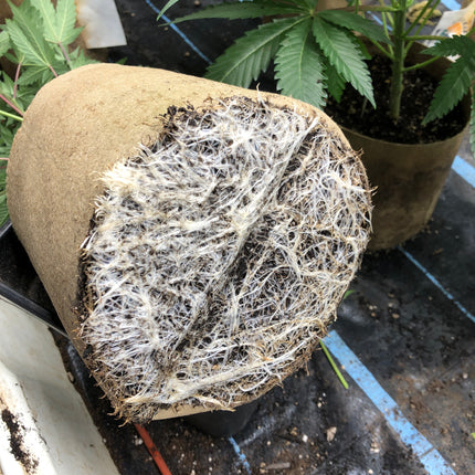 Preset Blumat Grow Tent Kit - 4'x4' Capillary Mat - with reservoir