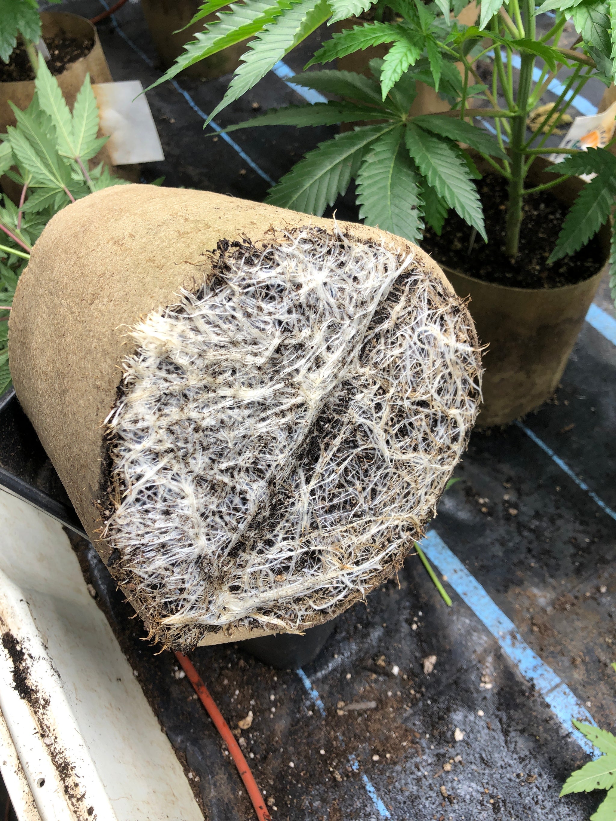 4'x4' Grow Tent Capillary Mat Kit (With Reservoir)