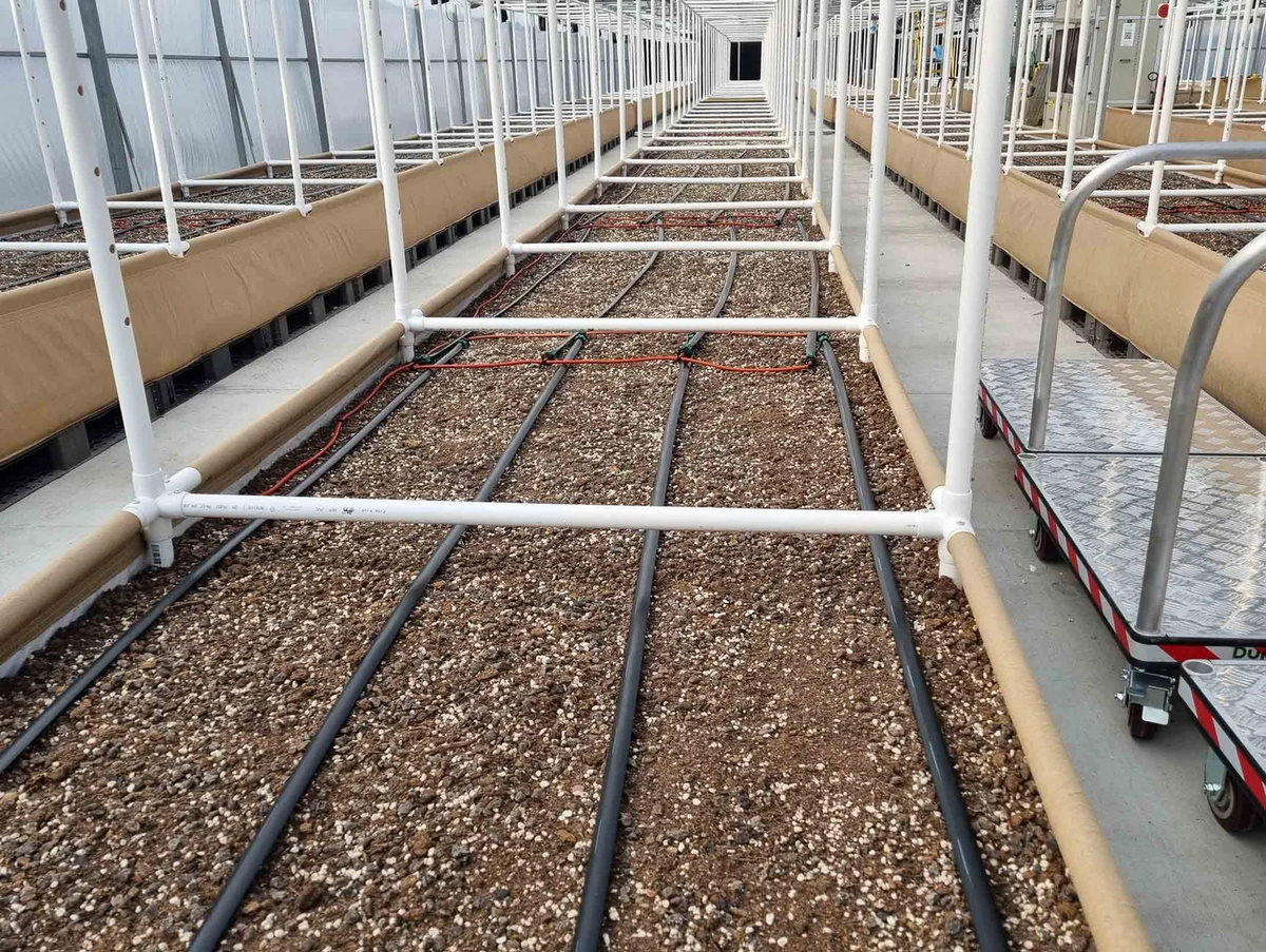 High-Pressure BluSoak black tape in a raised bed