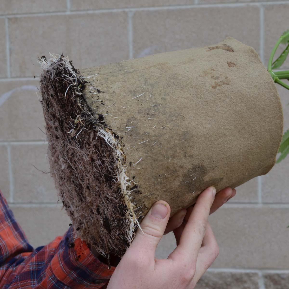 bottomless plastic plant pots 1 Gallon Grassroots Bottomless Pots